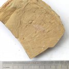 Cambrian fossil unknown , professional teaching #w92