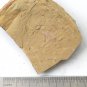 Cambrian fossil unknown , professional teaching #w92