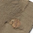 Cambrian fossil Naraoia spinosa , professional teaching #w93