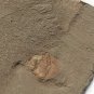 Cambrian fossil Naraoia spinosa , professional teaching #w93