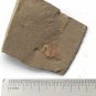 Cambrian fossil Naraoia spinosa , professional teaching #w93
