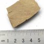 Cambrian fossil Isopyx curvirostratus , professional teaching #w94