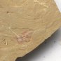 Cambrian fossil Isopyx curvirostratus , professional teaching #w94