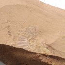 Cambrian fossil unknown , professional teaching #w97