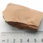 Cambrian fossil unknown , professional teaching #w97