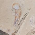 Cambrian fossil unknown , professional teaching #w99