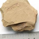 Cambrian fossil Vetulicola , professional teaching,cool #aa01