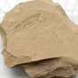 #Cambrian fossil Vetulicola , professional teaching,cool #aa01