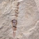 Cambrian fossil unknown , professional teaching #aa03