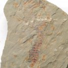 Cambrian fossil Fuxianhuia protensa neg, professional teaching #aa10