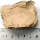 Cambrian fossil unknown neg, professional teaching #aa12