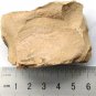 Cambrian fossil unknown neg, professional teaching #aa12