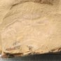 Cambrian fossil unknown neg, professional teaching #aa12