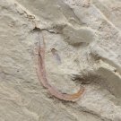 Cambrian fossil Cricocosmia jinningensis , professional teaching #aa21