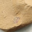 Cambrian fossil Naraoia spinosa neg, professional teaching #aa24