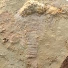Cambrian fossil Fuxianhuia protensa , professional teaching #aa26