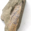 Cambrian fossil Fuxianhuia protensa , professional teaching #aa27
