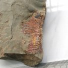 Cambrian fossil Fuxianhuia protensa , professional teaching #aa29