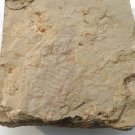 Cambrian fossil Fuxianhuia protensa , professional teaching #aa30
