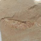 Cambrian fossil Leanchoilia illecebrosa , professional teaching #aa35