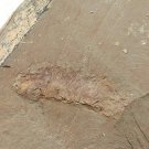 Cambrian fossil Leanchoilia illecebrosa , professional teaching #aa36