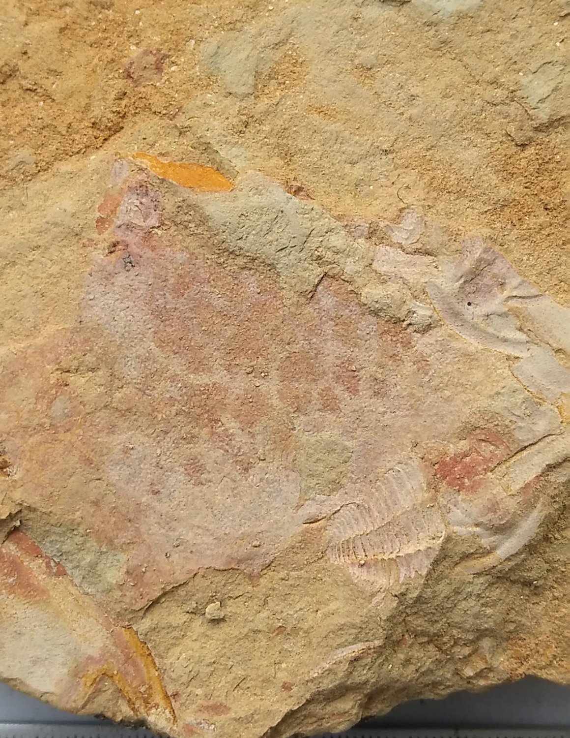 Cambrian fossil unknown , professional teaching #aa37