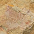 Cambrian fossil unknown , professional teaching #aa37