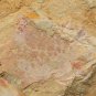 Cambrian fossil unknown , professional teaching #aa37