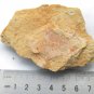Cambrian fossil unknown , professional teaching #aa37