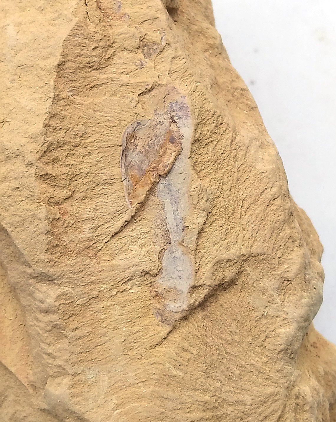 Cambrian fossil unknown , professional teaching #aa38