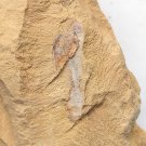 Cambrian fossil unknown , professional teaching #aa38