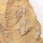 Cambrian fossil unknown , professional teaching #aa38