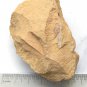 Cambrian fossil unknown , professional teaching #aa38