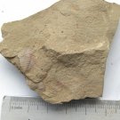 Cambrian fossil trilobite Redlichia mansuyi , professional teaching #aa42