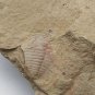 #Cambrian fossil trilobite Redlichia mansuyi , professional teaching #aa42