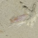 Cambrian fossil Leanchoilia illecebrosa , professional teaching #aa45