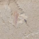 Cambrian fossil Leanchoilia illecebrosa , professional teaching #aa46