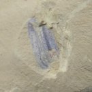 Cambrian fossil Cricocosmia jinningensis , professional teaching #aa49