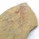 Cambrian fossil Guangweicaris spinatus neg , professional teaching #aa50