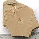 Cambrian fossil Cricocosmia jinningensis , professional teaching #aa54
