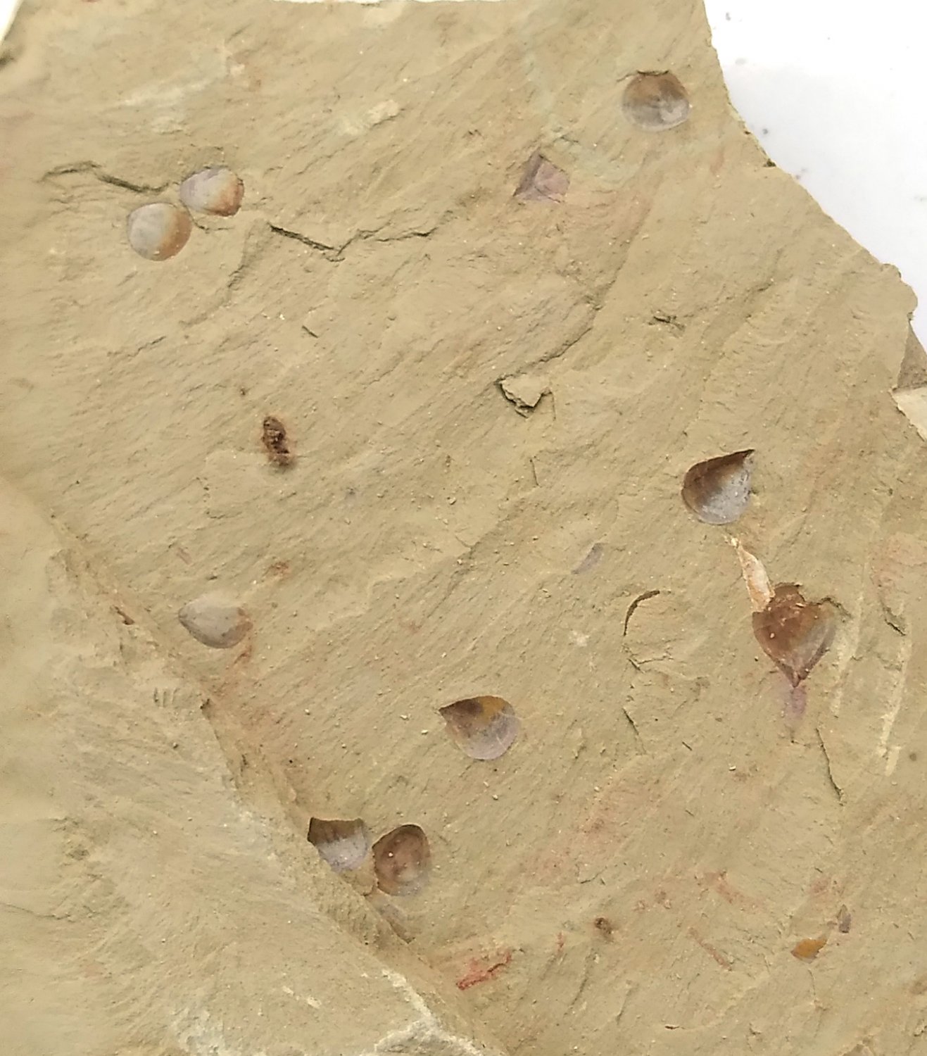 Cambrian fossil  shell, professional teaching #aa55
