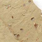 Cambrian fossil  shell, professional teaching #aa55