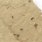 Cambrian fossil  shell, professional teaching #aa55