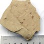 Cambrian fossil  shell, professional teaching #aa55