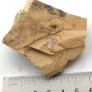 Cambrian fossil Naraoia spinosa neg, professional teaching #aa56