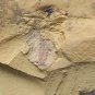 Cambrian fossil Naraoia spinosa neg, professional teaching #aa56