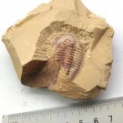 Cambrian fossil Trilobite Eoredlichia  ,  #aa57