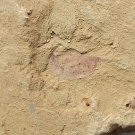 Cambrian fossil  Isopyx curvirostratus  , professional teaching #aa59