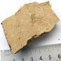 #Cambrian fossil Isopyx curvirostratus , professional teaching #aa59