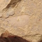 Cambrian fossil  Isopyx curvirostratus  , professional teaching #aa61
